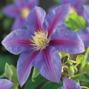 Clematis  patens Barbara Jackman