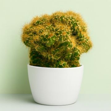 cactus Peruvianus Monstrous