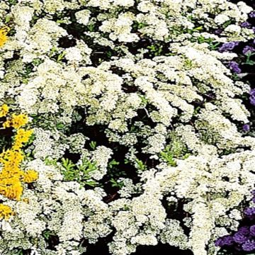 Spirea Arguta