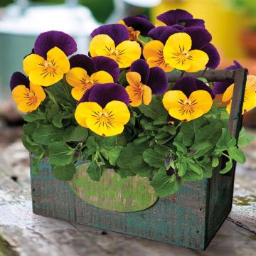 wooden-planter Purple Wing
