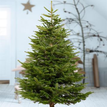 Abies nordmanniana 175 200 cm