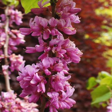 Cercis siliquastrum flower detail
