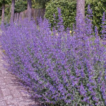 Nepeta Walker's Low Nepeta Walker's Low