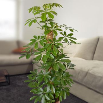 Schefflera arbor nora v2