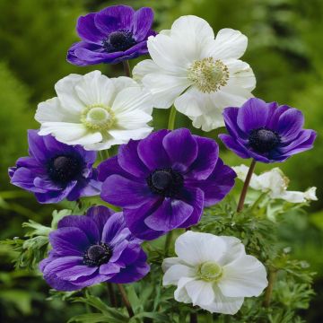 Anemone purple and white mix