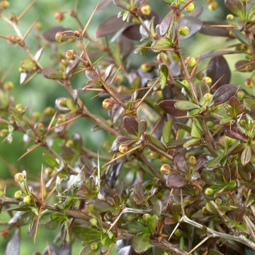 Bebrberis media Red Jewel