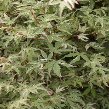 Acer Palmatum Butterfly