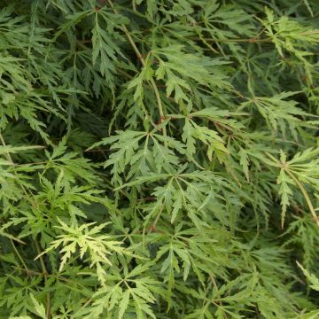 Acer palmatum Seiryu Acer palmatum Seiryu