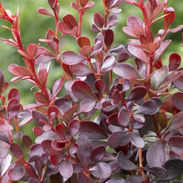 Berberis thunbergii Dart's Red Lady