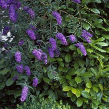 Buddleja daviddi Nanho Blue