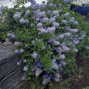 Ceanothus thyrsiflorus repens