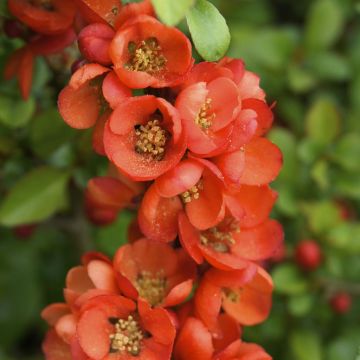Chaenomeles Japonica Sargentii Chaenomeles Japonica Sargentii