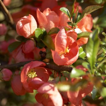 Chanomeles Superba Salmon Horizon