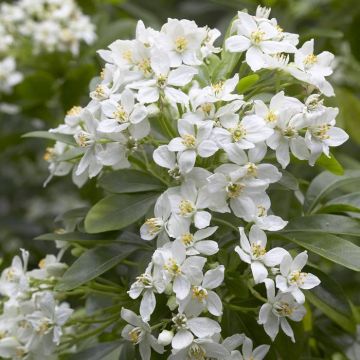 Choisya Ternata