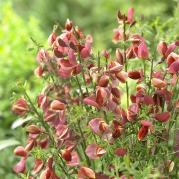 Cytisus Burkwoodii