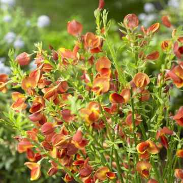 Cytisus Lena