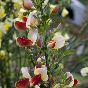 Cytisus Palette Cytisus Palette