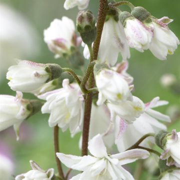 Deutzia crenata Pride of Rochester