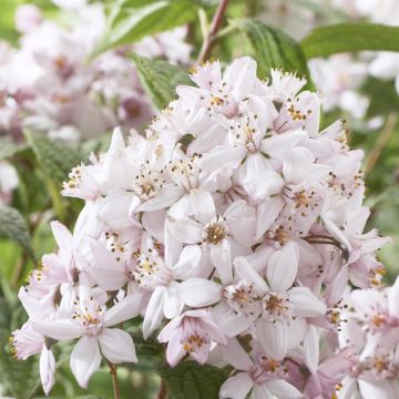 Deutzia hybrida Mont Rose