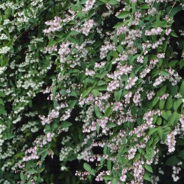 Deutzia scabra Plena