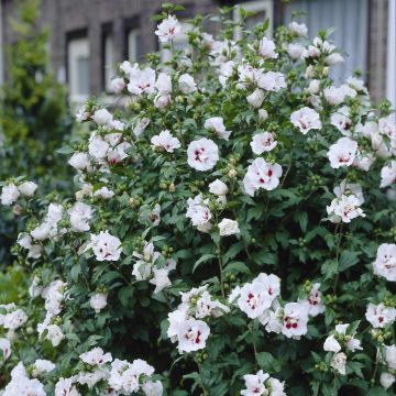 Hybiscus syriacus Lady Stanley