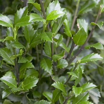 Ilex meserveae Heckenstar