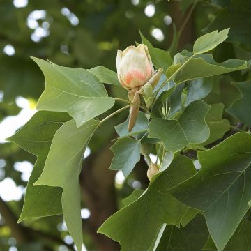 Liriodendron Tulipifera