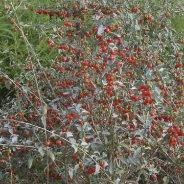 Lycium barbarum