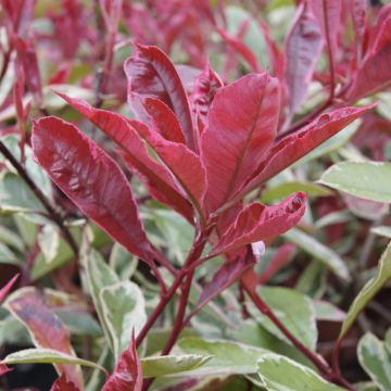 Photinia fraseri Pink Marble