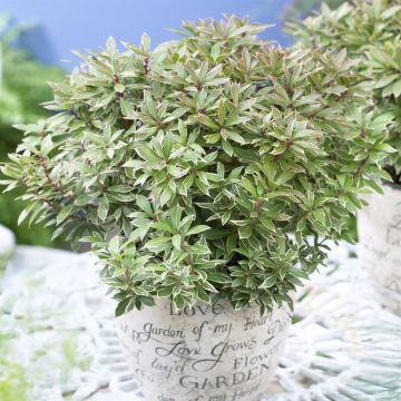 Pieris japonica Little Heath