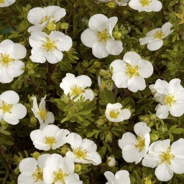 Potentilla fruticosa Abbotswood
