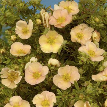 Potentilla fruticosa Daydawn