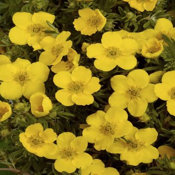 Potentilla fruticosa Goldfinger