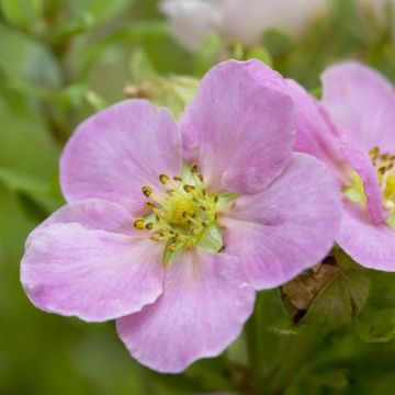 Potentilla fruticosa Lovely Pink