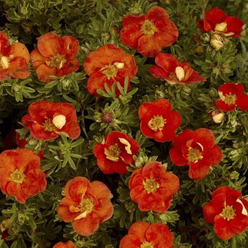 Potentilla fruticosa Red Ace