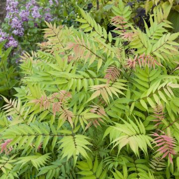 Sorbaria sorbifolia Sem Sorbaria sorbifolia Sem