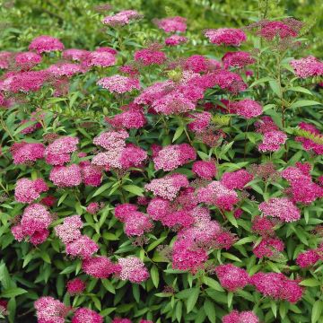 Spiraea japonica Anthony Waterer