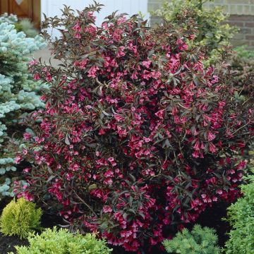 Weigela florida Alexandra