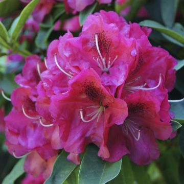 Rhododendron Nova Zembla