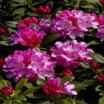Rhododendron Fantastica