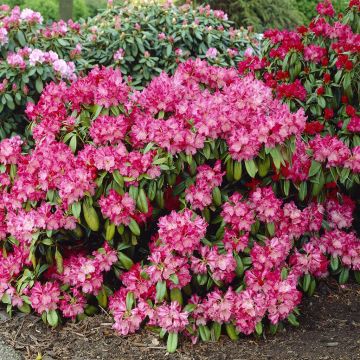Rhododendron Morgenrot