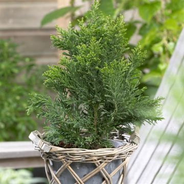 Chamaecyparis Obtusa Draht