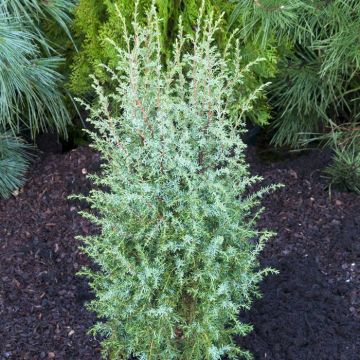 Juniperus communis Hibernica