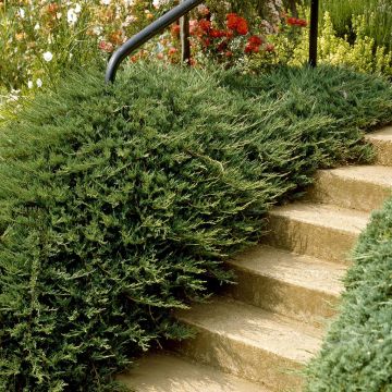 Juniperus communis Repanda