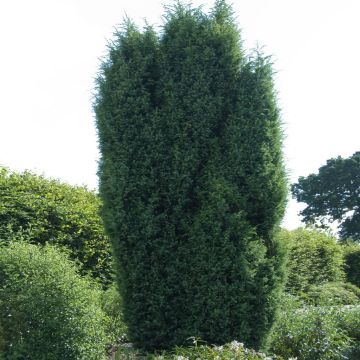 Juniperus communis Suecica Juniperus communis Suecica