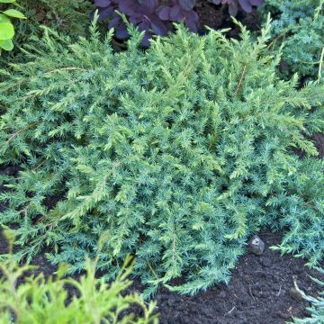 Juniperus conferta Schlager