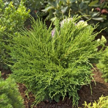 Juniperus horizontalis Andorra Compact