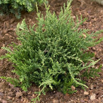 Juniperus horizontalis Prince of Wales