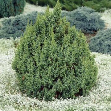 Juniperus pingii Loderi