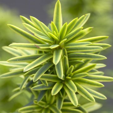 Taxus baccata David v2